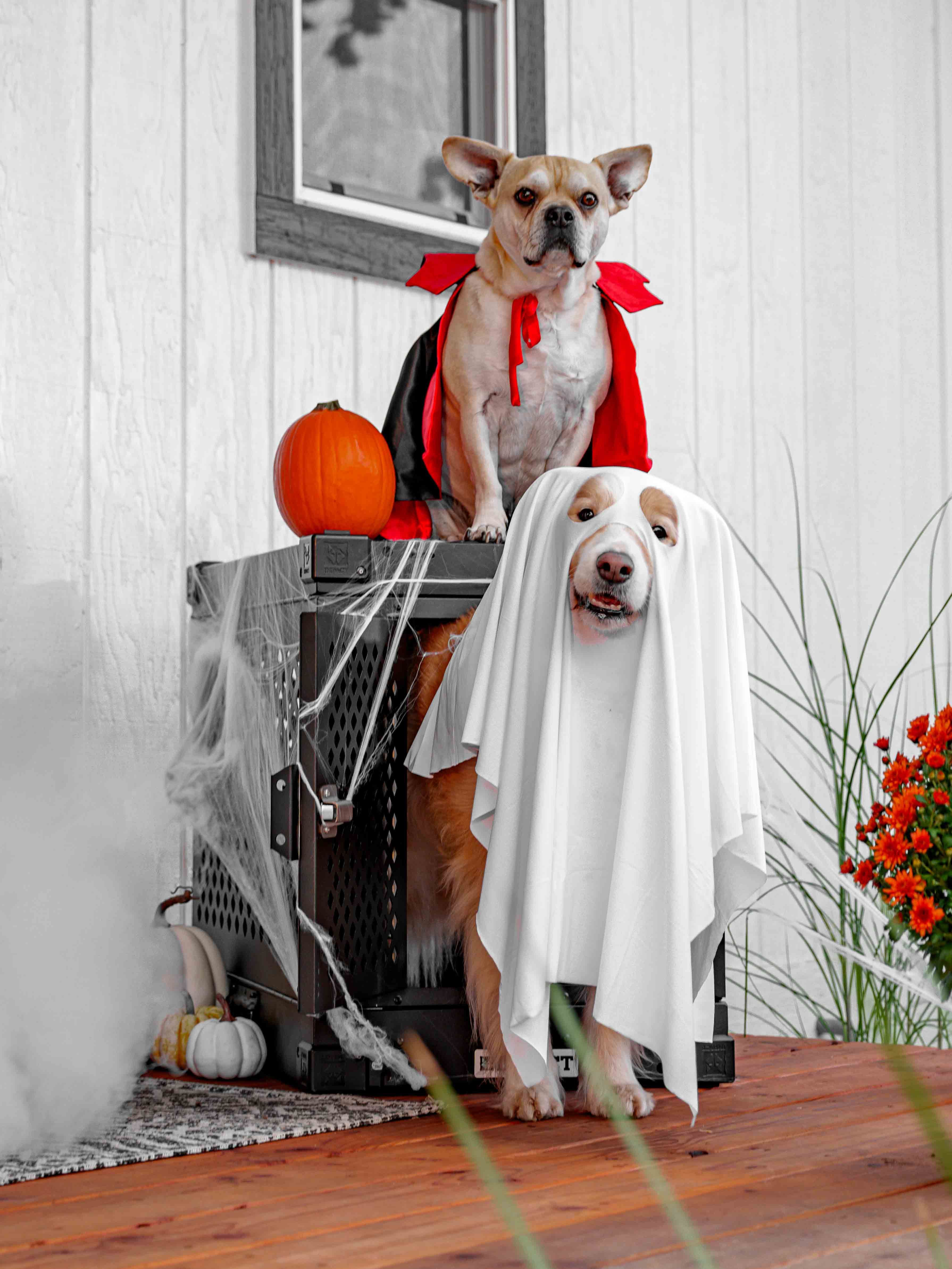 Woofstock dog event